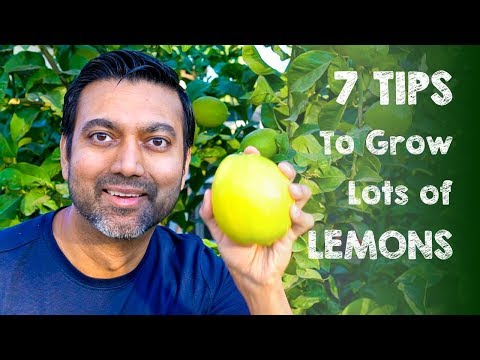 7 Tips to Grow Lots of Lemons | Daisy Creek Farms Video