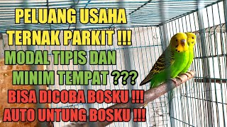 Download lagu Peluang usaha ternak parkit rumahan mp3