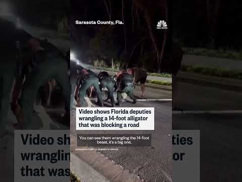Florida deputies wrangle 14-foot alligator