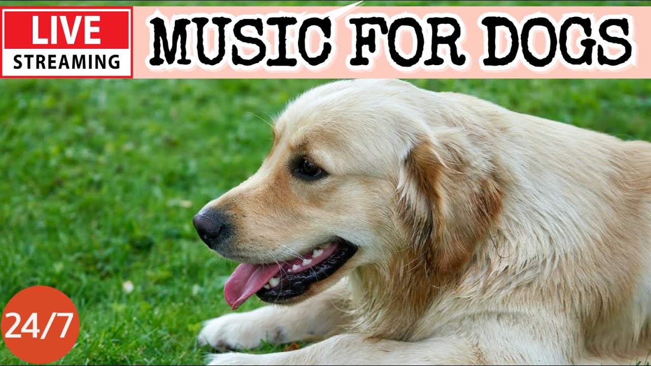 🔴[LIVE] Dog Music🎵Dog Calming Music🐶💖Separation Anxiety Relief💖🦮Dog Relaxing Music for Sleep🔴14