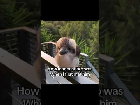 How innocent bro was when i first met him 😭✌️ #memes #humor #slideshow #funny #funnyimages #shorts