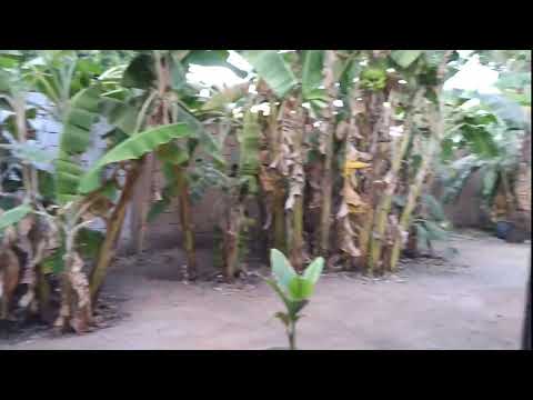 Banana trees in the backyard.