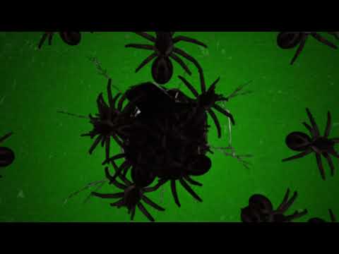 SPOOKY SPIDER Animation Green Screen(FREE TO USE)