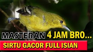 Download lagu masteran sirtu gacor full isian istimewa 4 jam mp3
