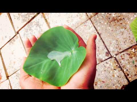 🍀WATERPROOF LEAF🍀