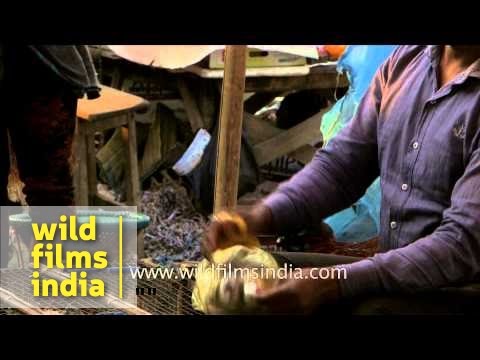 Pigeons packed in a plastic bag for sale
