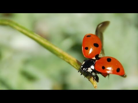 Biológiai anyag az enterobiasis kutatására