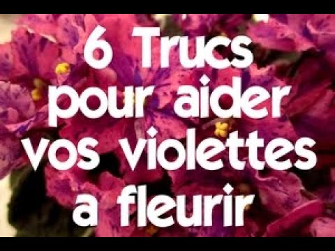 , title : '6 trucs pour faire fleurir vos violettes africaines plus souvent'
