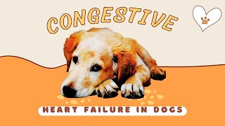 Congestive Heart Failure In Dogs : What You Need to Know