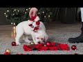 Labrador Retriever dogs for sale: Besty - Video 1