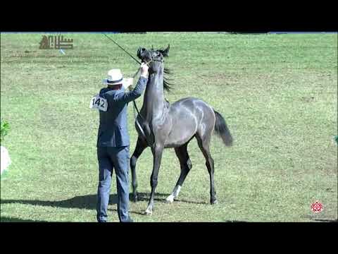 N.142 QAISER AL TINHAT - 2020 PSAIAHF Al Khalediah Show - Yearling Colts (Class 4C)