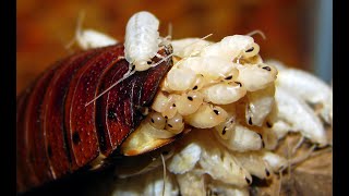 Capsule animalière - Les blattes