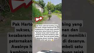 Download lagu Pak Harto peternak kambing sukses #shorts mp3