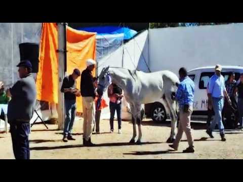 Caballos participantes - 27 raid federado UNIDOS POR LA AMISTAD - Arévalo, Cerro Largo 11/04/2026