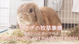 固いチモシー、一番刈、二番刈を食べない&嫌いな子必見！うちの牧草事情【オーツヘイ/三番刈/牧草市場】About the grass the rabbit eats