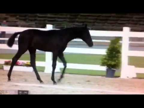 Stutfohlen Finest Rubin Royal De Niro