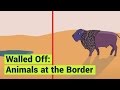 Walled Off Animals At The Border