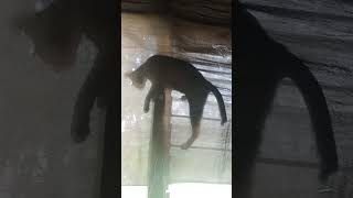 Download lagu # slobokbesuwelken.....? 🤣🐈‍⬛👻 mp3