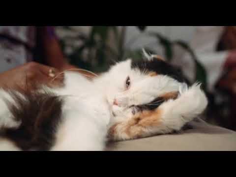 Cat trying to sleep||#cat #catlover #pets