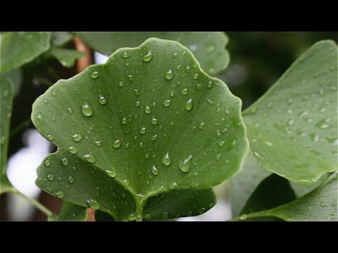 Elephant by Loke Rahbek and Frederik Valentin | unofficial visual