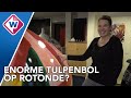 80 reuzentulpenbollen langs fietsroute Bollenstreek - OMROEP WEST