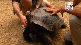Galapagos Tortoise More Home to Roam - Cincinnati Zoo