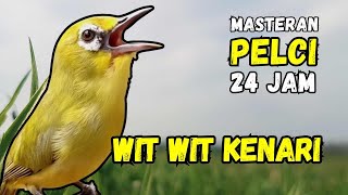 Download lagu Masteran Pleci Wit Wit Wit Kenari mp3