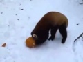 Red Panda playing with a pumpkin