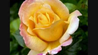 flower of the west - runrig