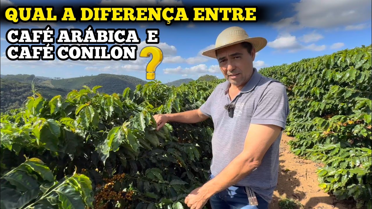 VEJA A DIFERENÇAS QUE VOCÊ NÃO SABIA DO CAFÉ ARÁBICA COM O CAFÉ CONILON