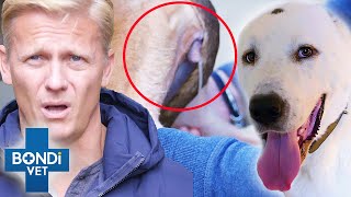 Breeding Dogs Dumped Hurt After Becoming "Useless" 💔 Coast To Coast S4E10 | Bondi Vet Full Episodes