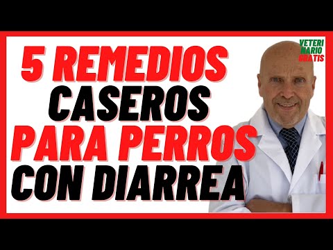 5 🔴 Home Remedies to Cure Diarrhea in Dogs 🔴 Soft Diet, Rice Water and Probiotics