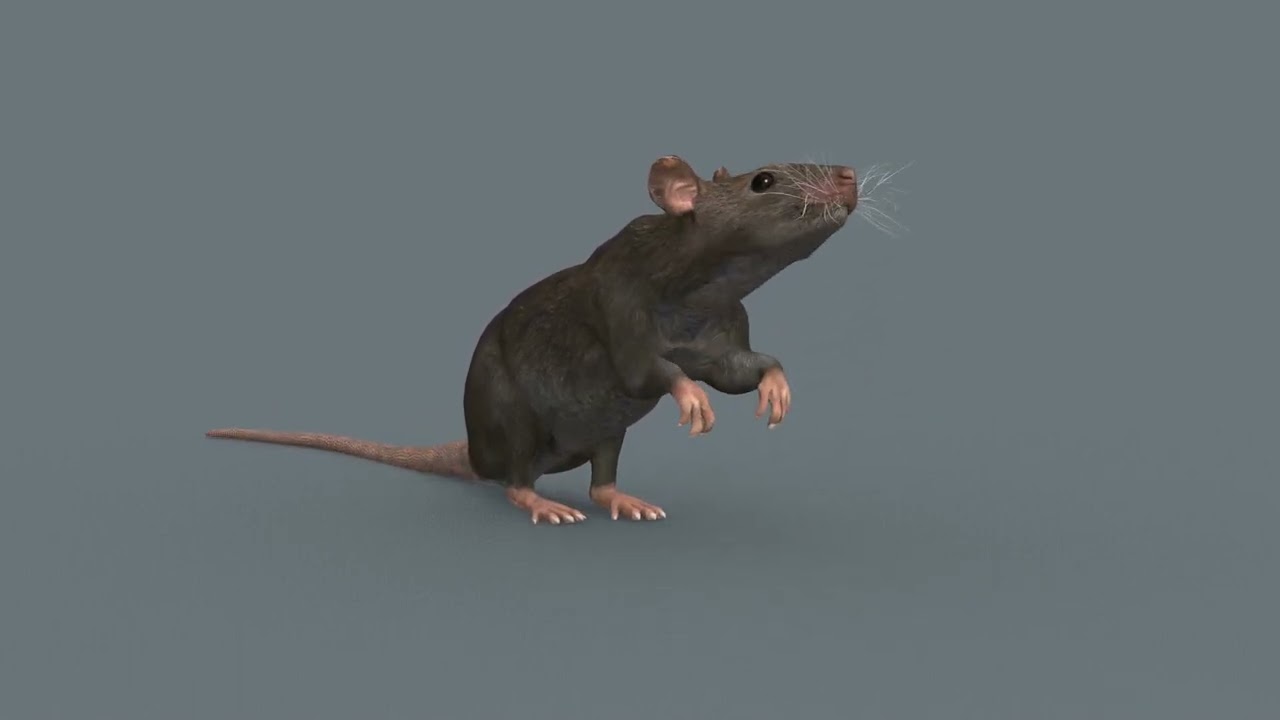Top Rat - 8k - 3d animated mouse 3D Model