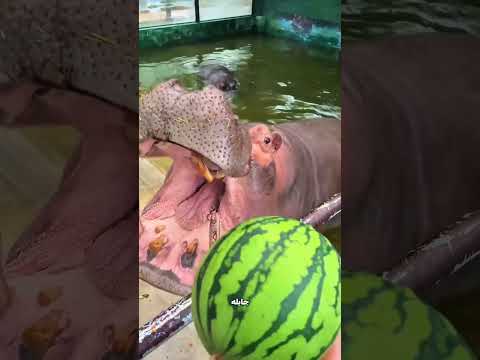 فرس النهر بلع البطيخة في قضمة واحدة! 😱🍉🦛