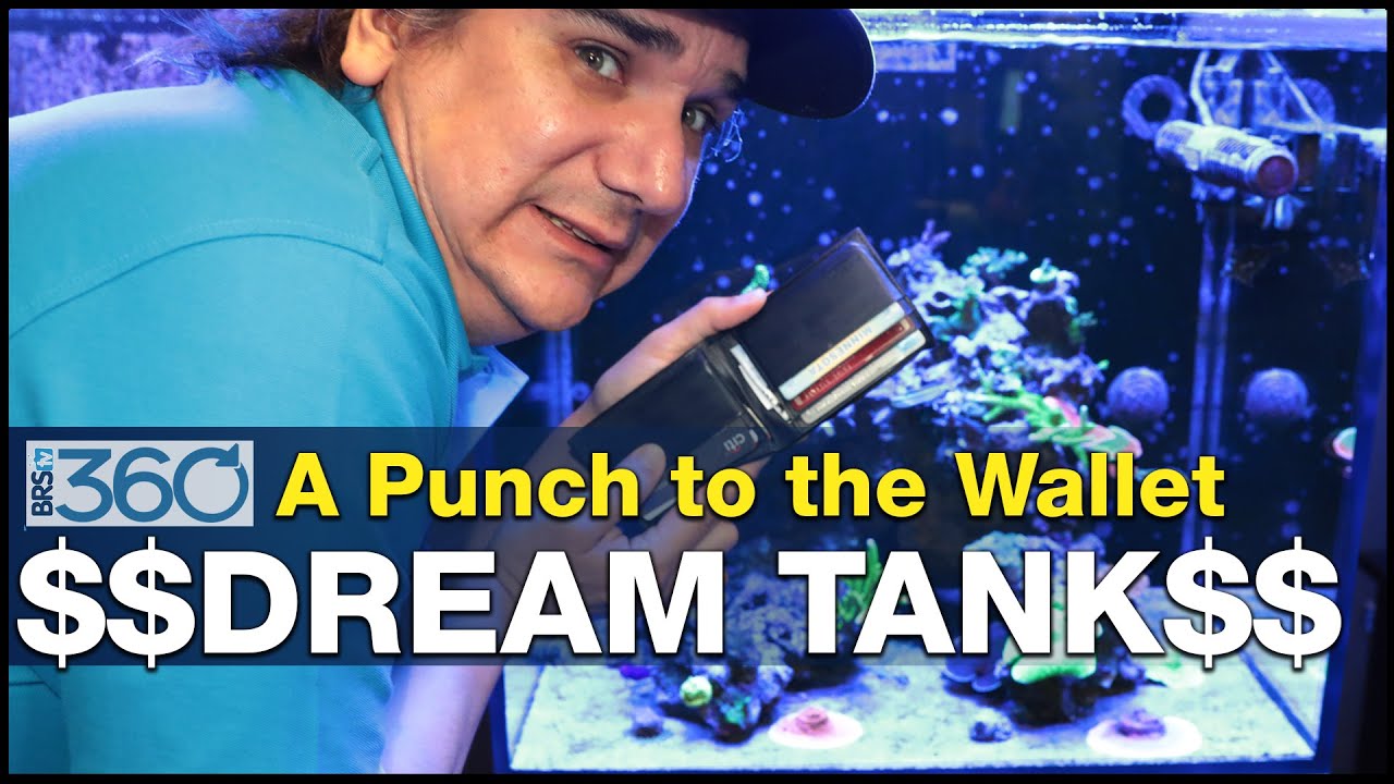 How much does it cost to set up a saltwater tank? Tipseri