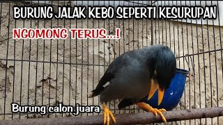 Download lagu BURUNG JALAK KEBO KESURUPAN NGOMONG TERUS mp3