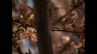 Plastic Bird - Galaxie 500 Cover