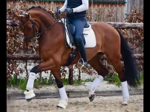 2013 toller Dressurnachwuchs / great moving dressage prospect !  www.sporthorses-online.com