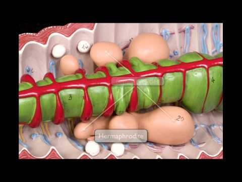 Earthworm Anatomy
