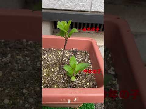 リンゴの木の根元に関連する植物はどれですか?  庭園