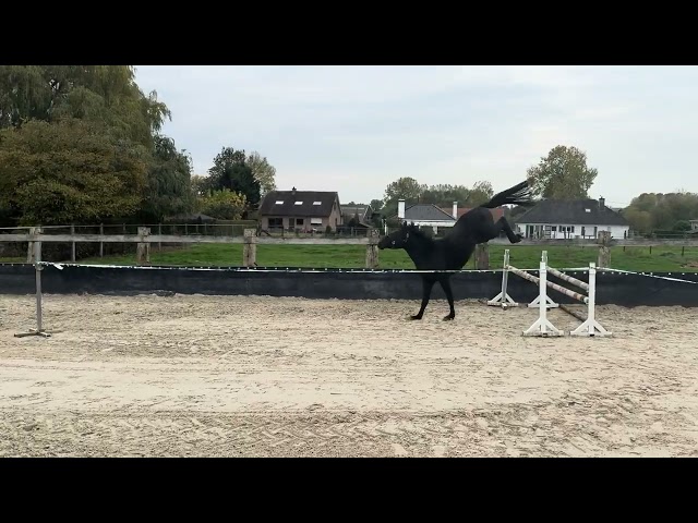 Jumps straight of the field