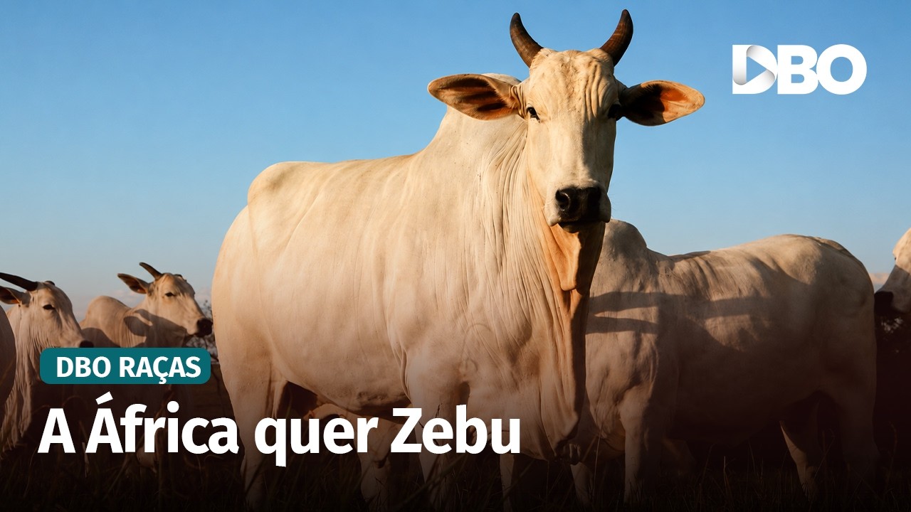 Como o Zebu brasileiro pode transformar a pecuária da África