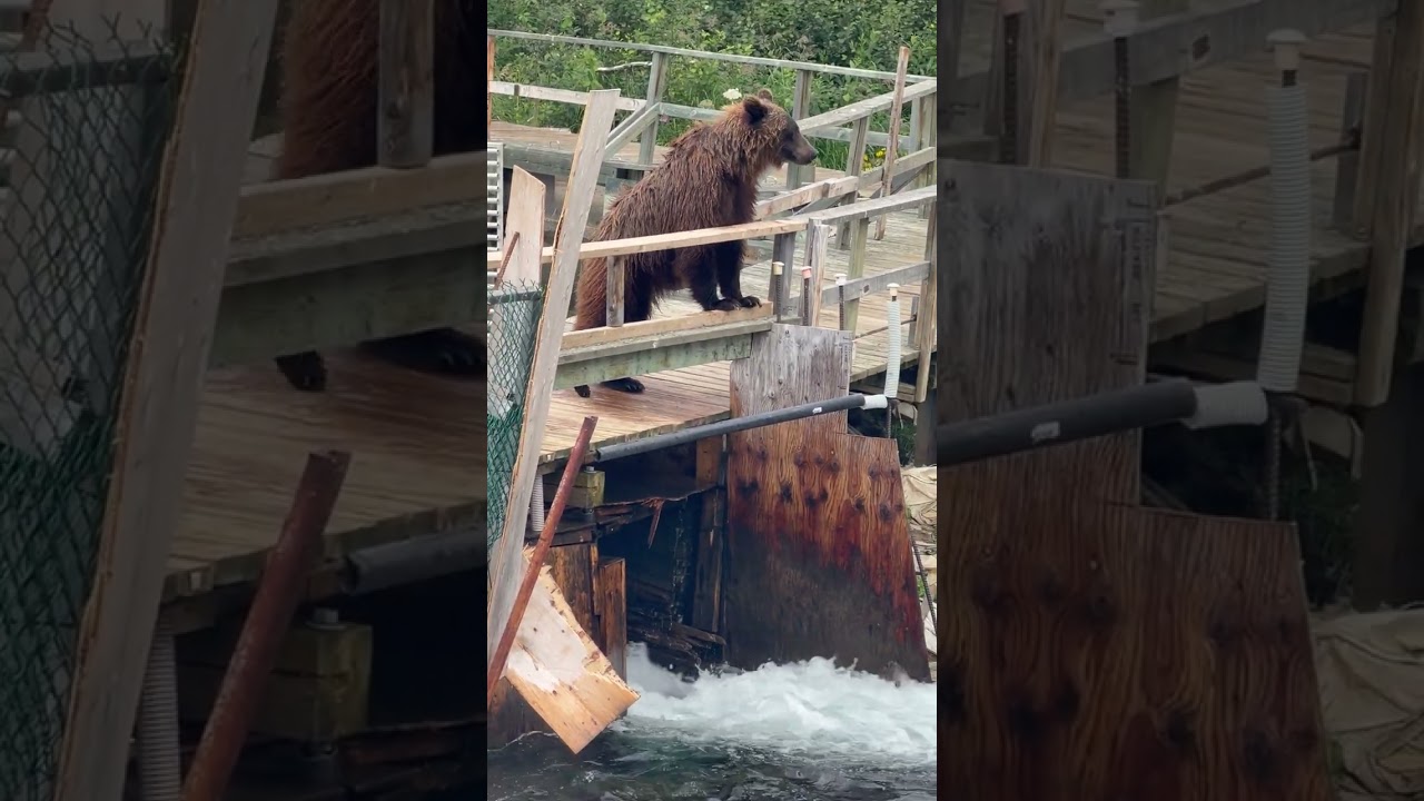 Funny Grizzly Bear Confounded by Human Bridge || ViralHog