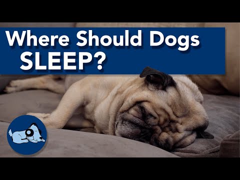Where Should Dogs Sleep?