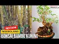 Ngebolang Bahan bonsai Bambu kuning unik