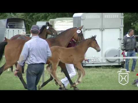 SE074 Stutfohlen von Unikato - Quantum - Langenhagen