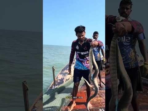 Why Are Fishermen Throwing Venomous Sea Snakes Back Into the Water?#facts #trending #ytshorts
