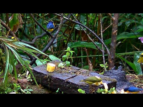Panama Fruit Feeder Overtaken By Thick-billed Euphonias – Dec 16, 2019