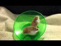 Hamsters Running and Spinning On Wheel - Very Funny