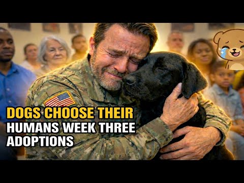 December Adoptions: When Dogs Choose Their Forever Humans